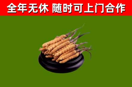 沭阳回收散虫草